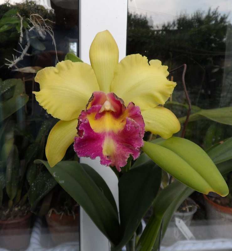 Brassolaeliocattleya Young Kong 'Sun No16'.