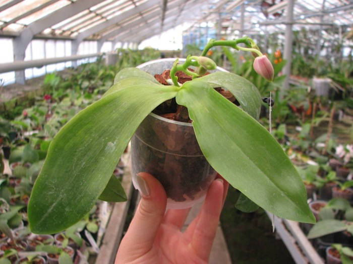 Doritaenopsis Purple Martin 'KS' x Phalaenopsis speciosa 'С 1'.JPG