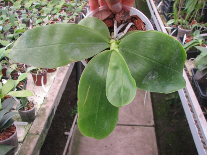 Phalaenopsis bellina 'blue'.JPG