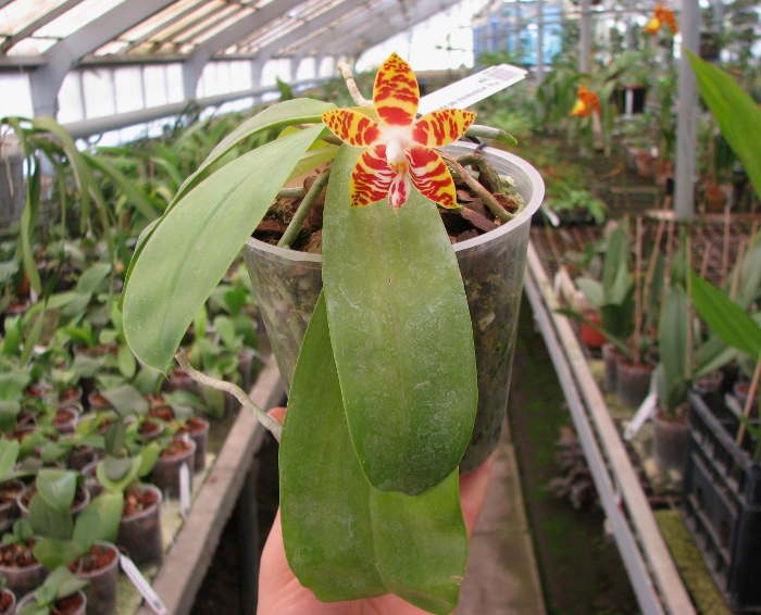 Phalaenopsis amboinensis red spot type.JPG