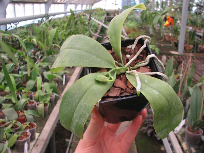 Phalaenopsis violacea 'Red'.JPG