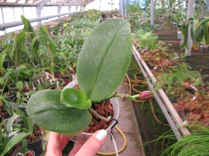 Phalaenopsis Fusheng's World 'FS'.JPG