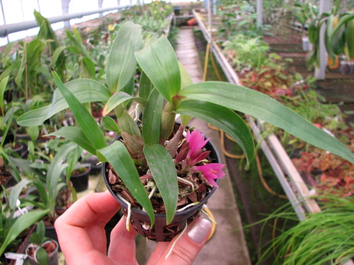 Dendrobium Hibiki (laevifolium x bracteosum).JPG