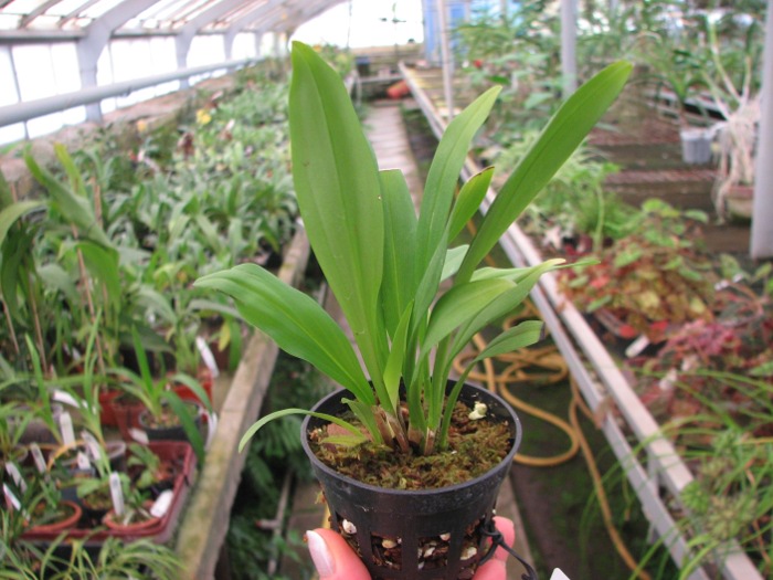 Dracula wallisii.JPG