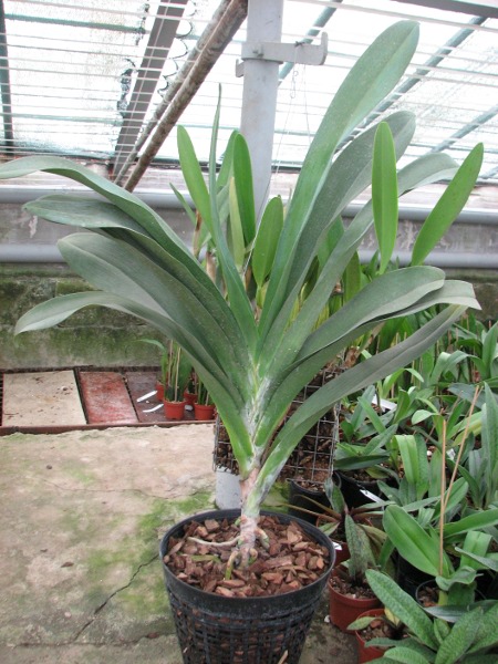 Angraecum Veitchii.JPG