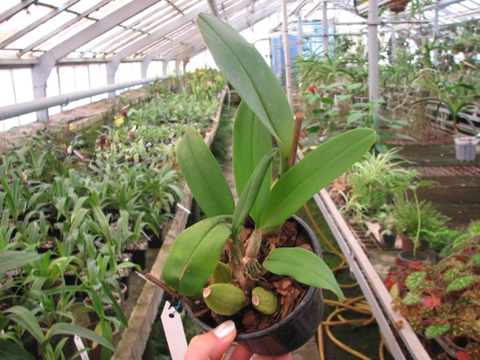 Bulbophyllum lobbii.JPG