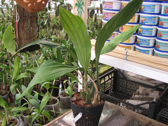 Stanhopea jenischiana.JPG