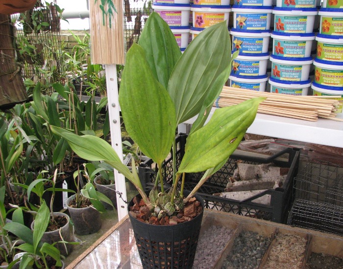 Stanhopea wardii.JPG