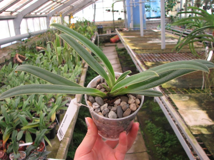 Paphiopedilum henryanum.JPG