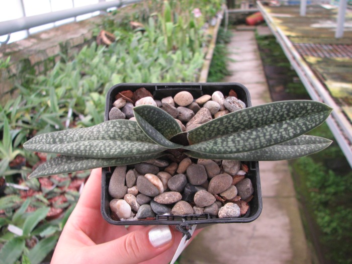 Paphiopedilum micranthum.JPG