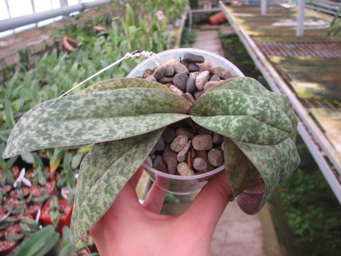 Paphiopedilum concolor.JPG