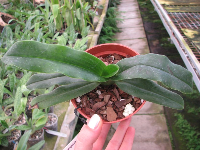 Paphiopedilum hangianum.JPG