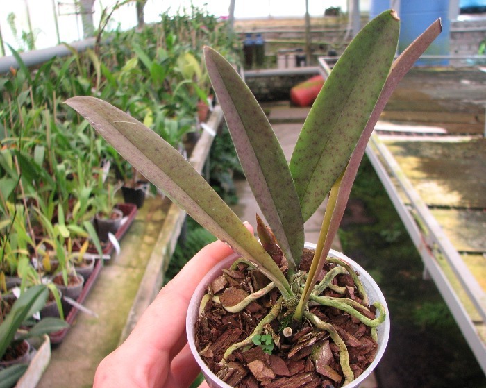 Psychocentrum Rio's Mariposita 'ORCHIS'.JPG