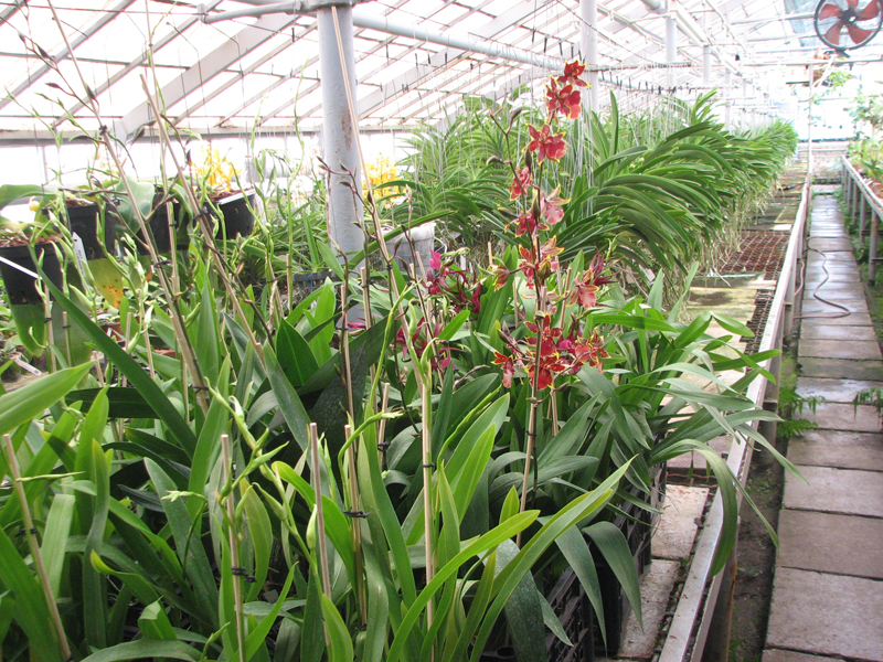 Магазин орхидей.jpg