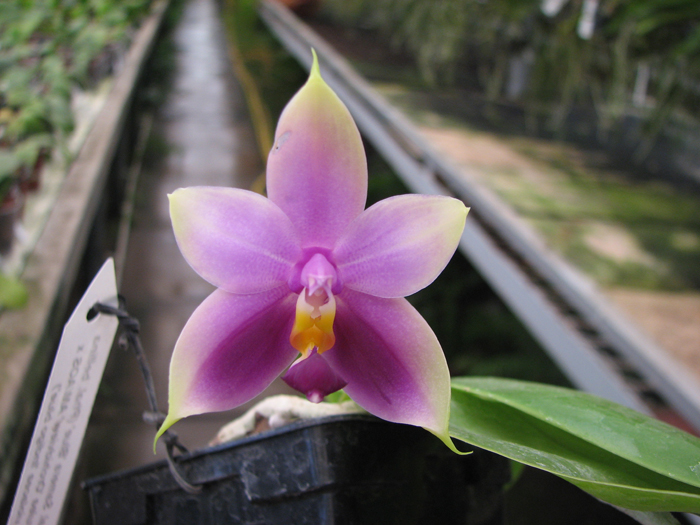 Phalaenopsis Samera 'Blue'.jpg
