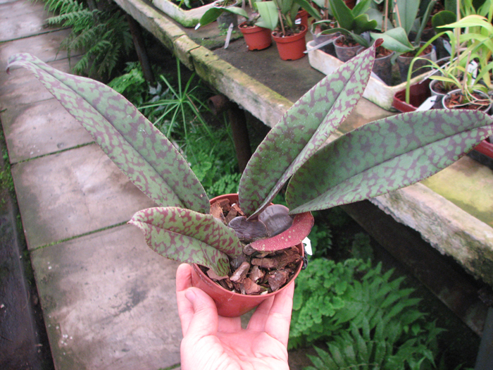 Psy Mendenhall Hildos.jpg