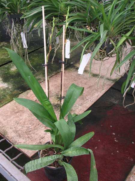 Odontioda Stirbic.jpg