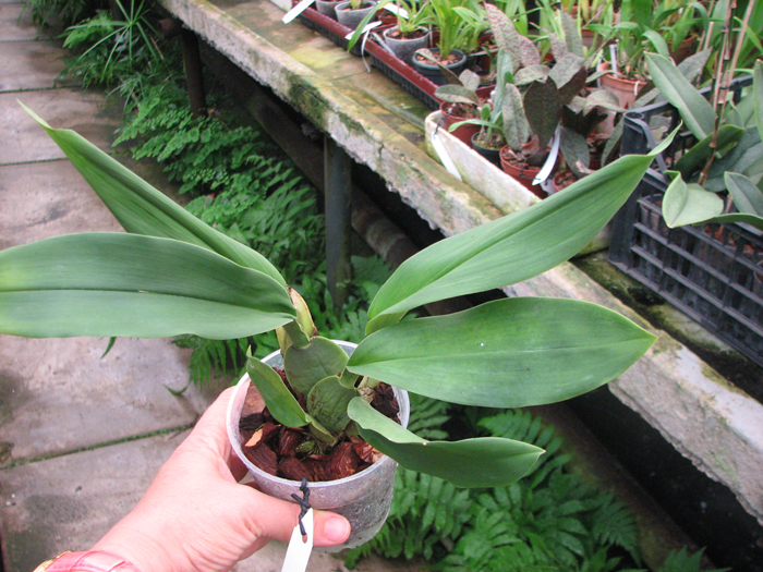 Trichopilia suavis.jpg