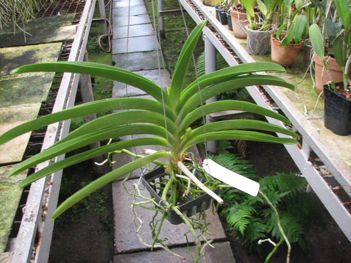 Ascocenda Kultana Gold Spot x Tubtim Velvet.jpg