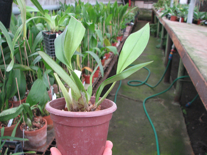 Trichopilia tortillis.jpg