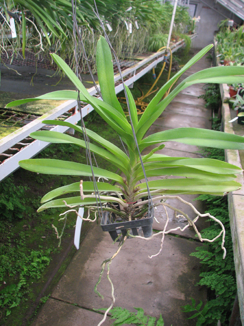 Ascocenda Kultana White.jpg