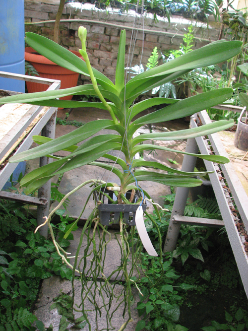 Vanda Adisak x Vanda Kultana Blue, pink.jpg