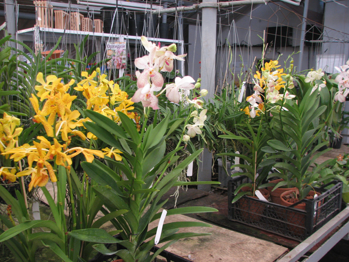 Mokara Sayan x Ascocenda Doungporn.jpg