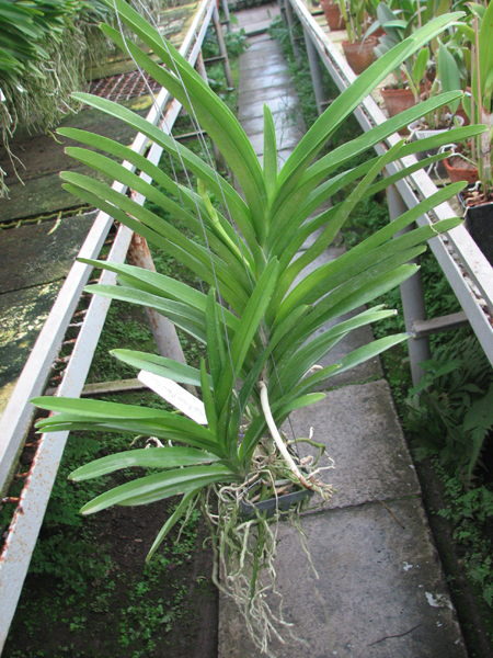 Ascocenda Princess Mikasa Blue.jpg