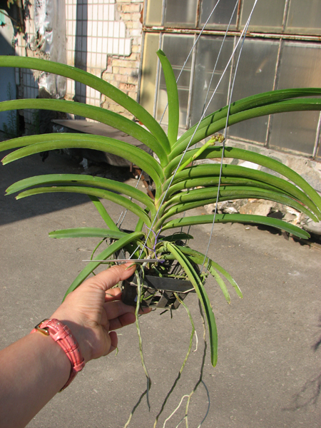 Ascocenda Suksamran Sunlight.jpg