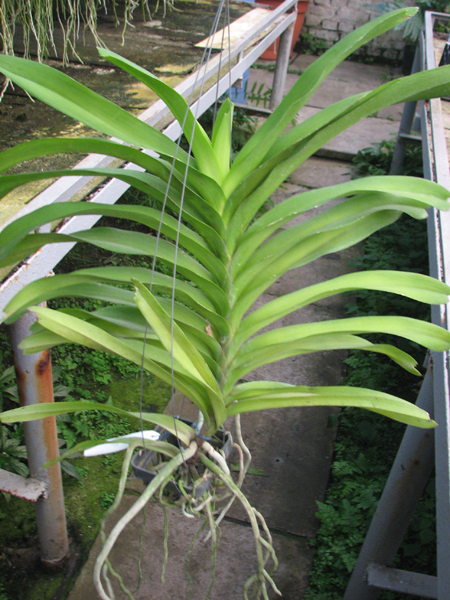 Vanda Sansai Blue.jpg