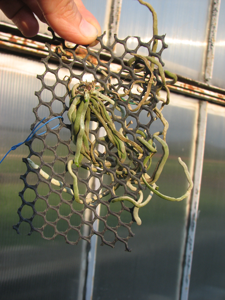 Chiloschista usnoides.jpg