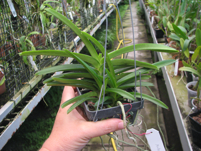 Ascocentrum miniatum.jpg