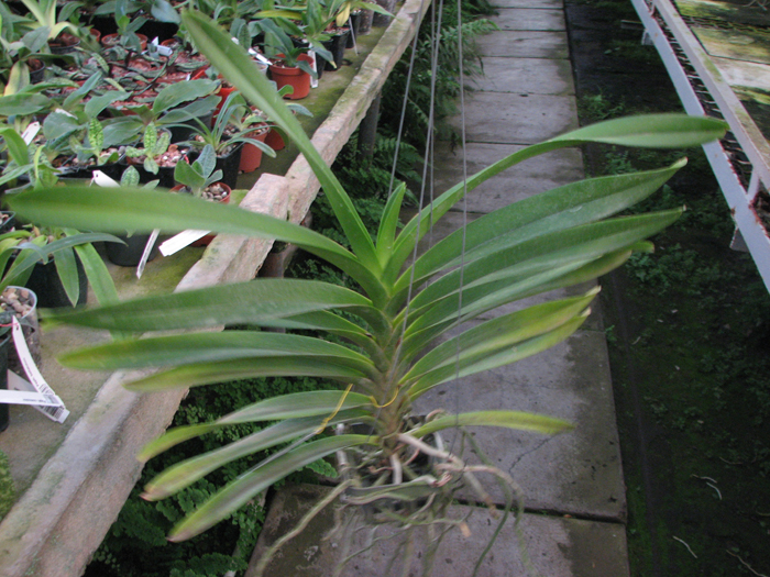 Kagavara Younthayong Beauty.jpg