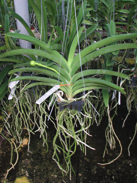Vanda Kultana Magenta Red x Kultana Black Magic.jpg