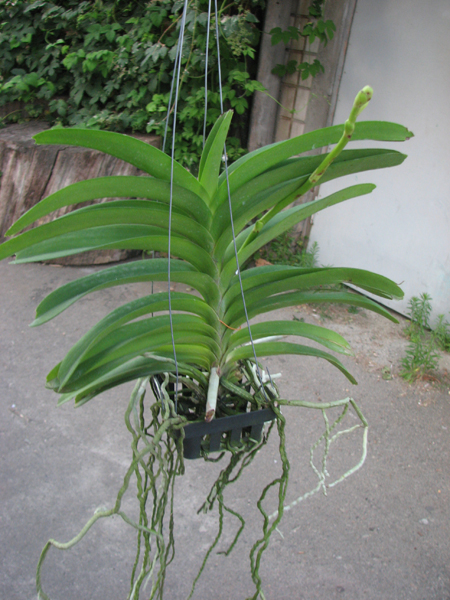 Vanda Fuchs Blue.jpg