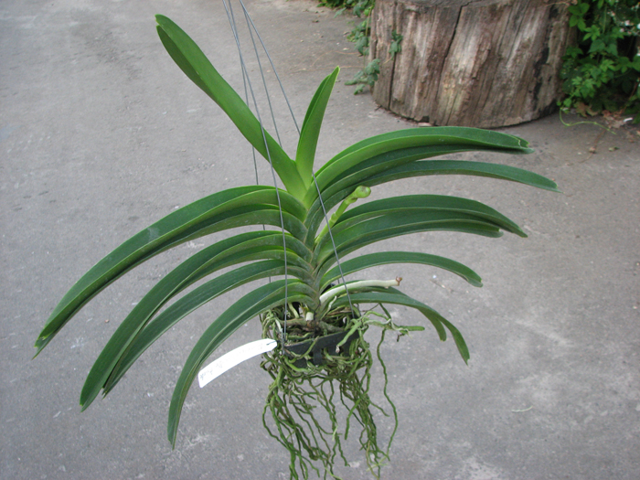 Vanda Suwapee Blue x Vanda Dr Anek.jpg