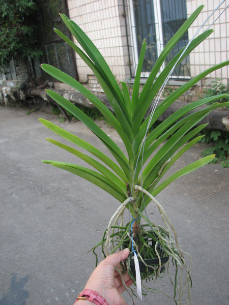 Kultana Fragrance-Happy Smile x Vanda Mimi Palmer.jpg