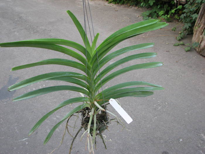 Vanda Mimi Palmer Fragrance.jpg