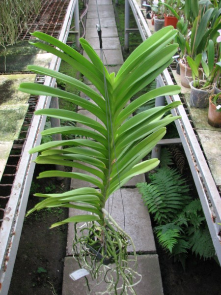 Vanda Mimi Palmer x Vanda coerulea.JPG