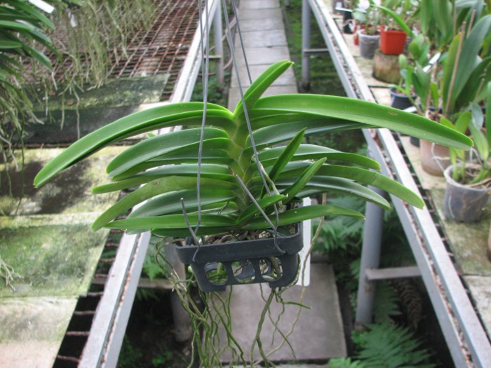 Ascocentrum miniatum.JPG