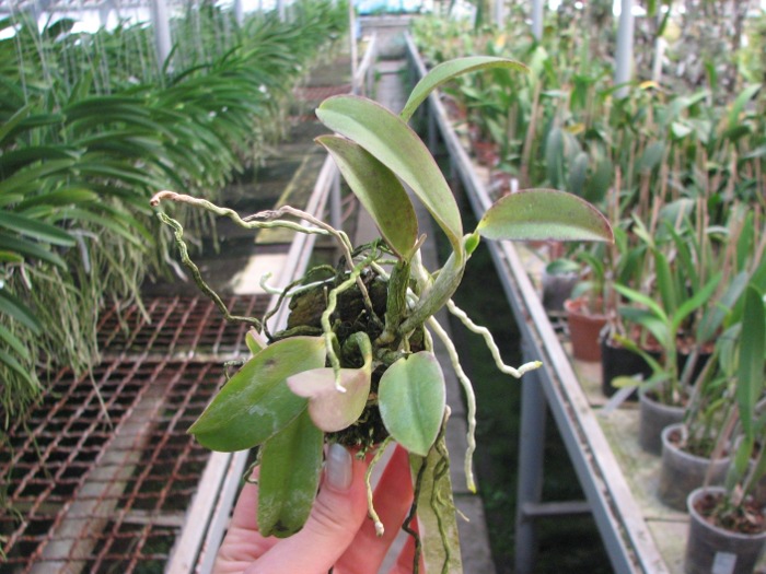 Laelia alaori escura x self.JPG