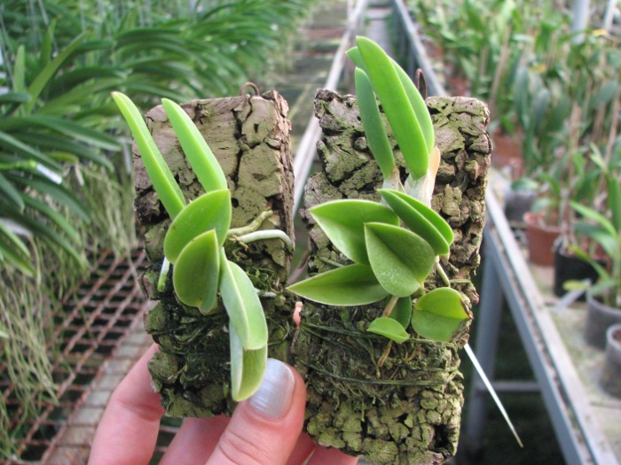 Laelia sincorana coerulea (сlara) x Laelia sincorana coerulea escura 'AWZ'.JPG