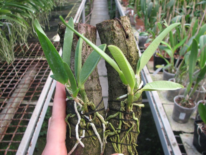 Laelia jongheana.JPG
