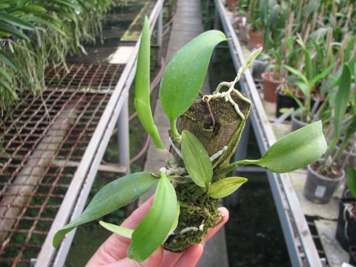 Laelia dayana tipo x self.JPG