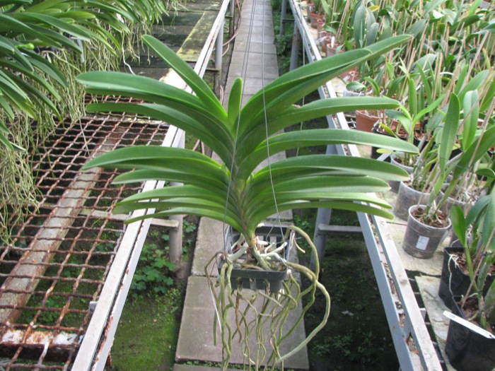 Vanda Taweesuksa x Vanda Kultana Delight.JPG