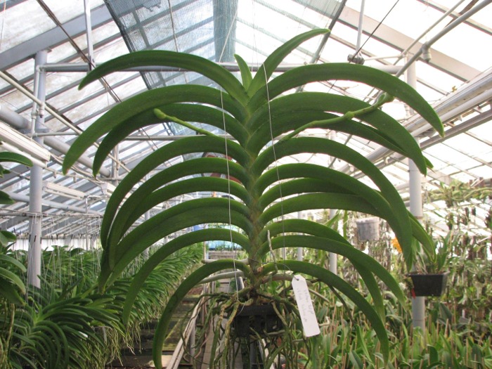 Vanda Kultana Delight x Vanda Fuchs Fortune.JPG