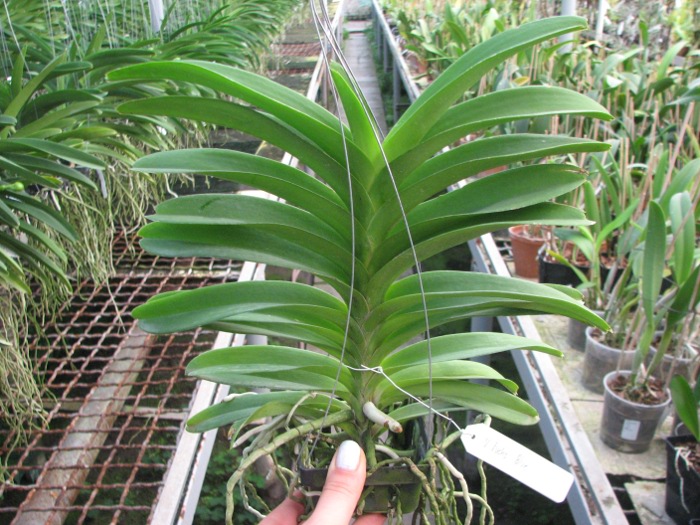 Vanda Fuchs Blue.JPG