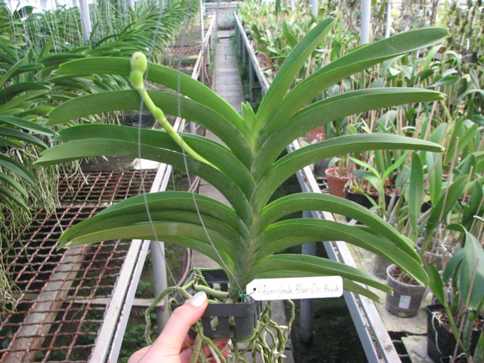 Vanda Bangkok Blue x Dr Anek.JPG