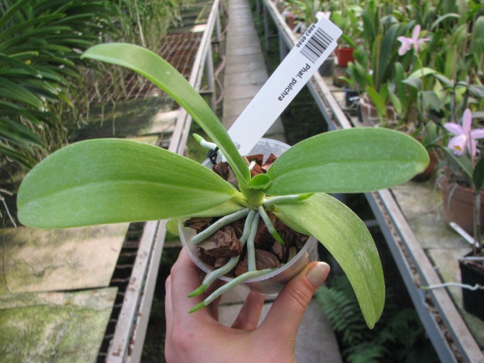 Phalaenopsis pulchra.JPG