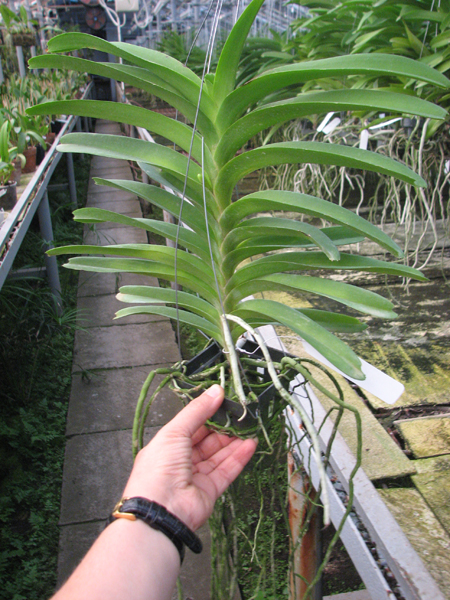 Vanda Pak Chong Blue.jpg